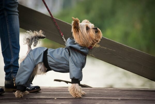 60 Minute Paw Walk. Your Best choice for Boulder Dog Walk.