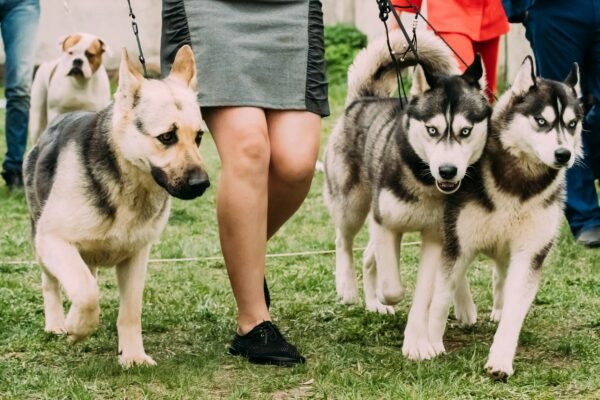 Alsatian Wolf Dog Or German Shepherd Dog And Two Husky Dog. Your Best choice for Boulder Dog Walk.