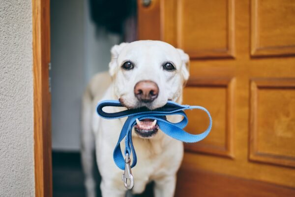 30 Minute Paw Walk. Your Best choice for Boulder Dog Walk.