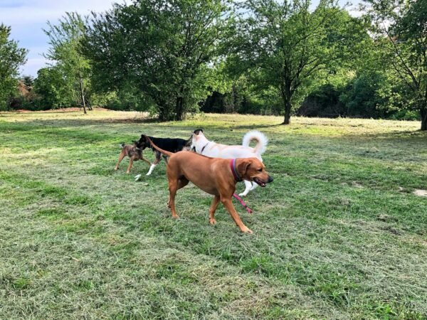 2 Hour Dog Romp. Your Best choice for Boulder Dog Walk.