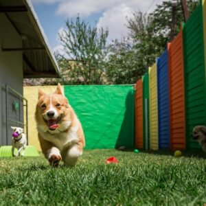 3/4 Day Doggie Day Care 5 Day Pack. 3/4 Day Doggie Day Care. Your Best choice for Boulder Doggy Daycare.