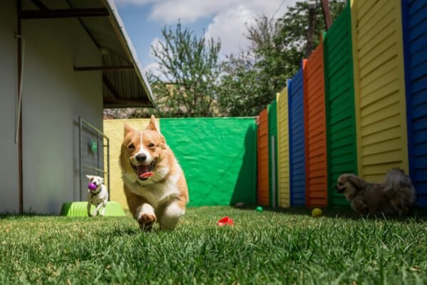 3/4 Day Doggie Day Care 5 Day Pack. 3/4 Day Doggie Day Care. Your Best choice for Boulder Doggy Daycare.