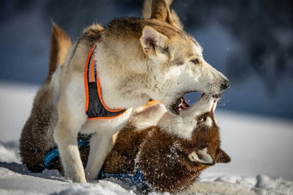 Plus 1 Dog Romp Add On. Your Best choice for Boulder Dog Walk.